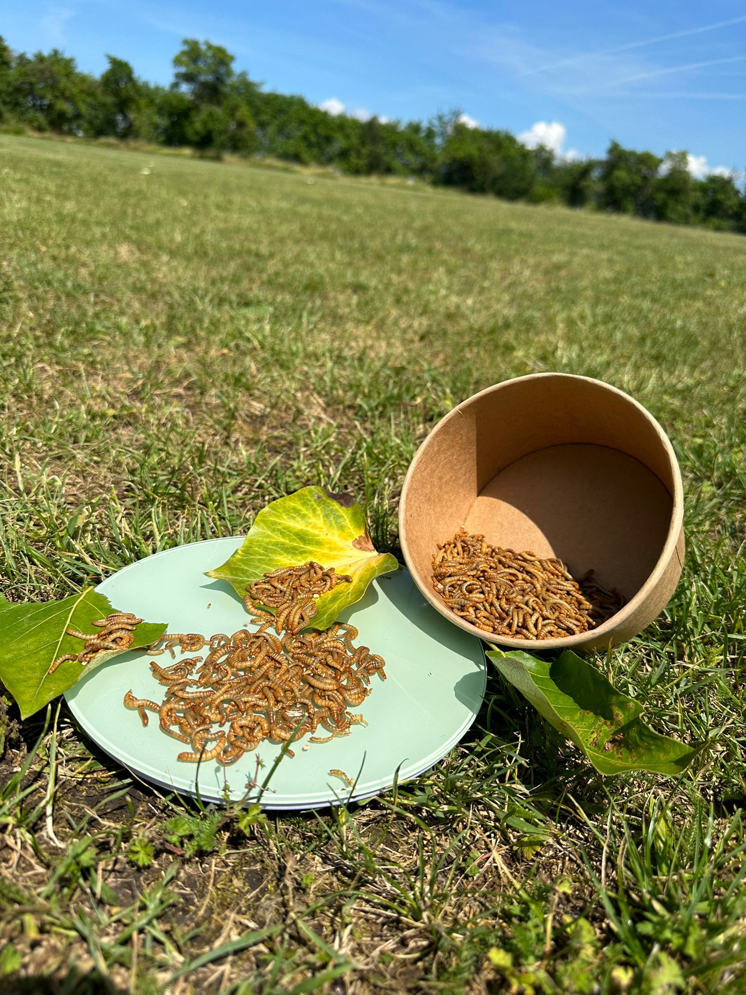 Mehlwürmer von der Seite in der Natur auf dem Rasen